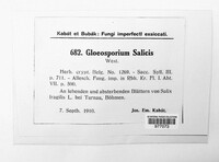 Gloeosporium salicis image
